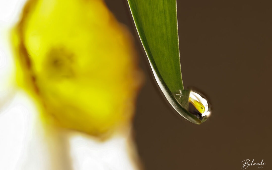 Wow #4 – Goutte de printemps