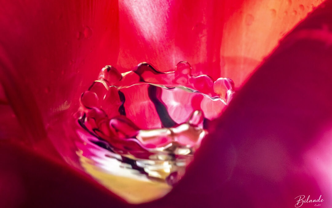 Wow #6 – L&rsquo;eau & la tulipe